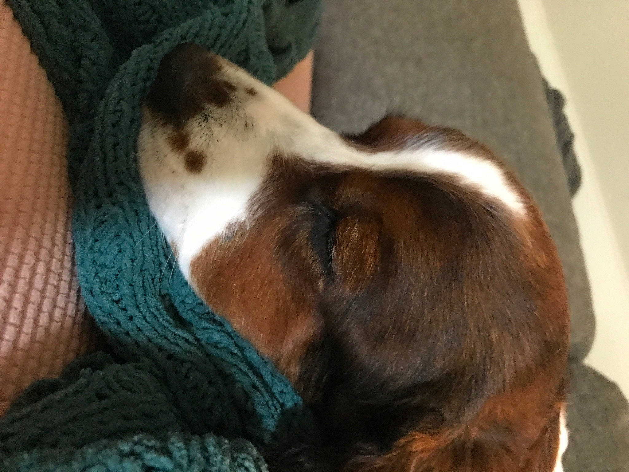 Charlie is registered to the contest to win money with this photo: canidae, carnivore, comfort, companion_dog, dog, dog_breed, ear, fawn, fur, human_leg, liver, nap, snout, spaniel, sporting_group, tail, whiskers, wood, working_animal, wrinkle