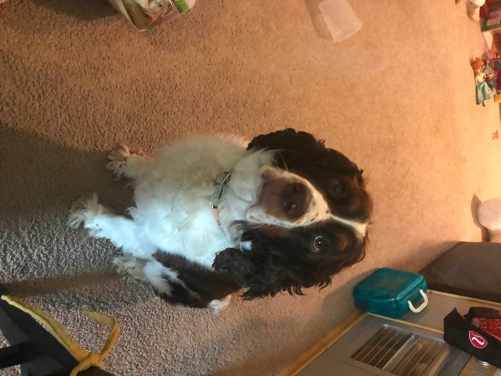 Lucia is registered to the contest to win money with this photo: art, canidae, carnivore, companion_dog, dog, dog_breed, fawn, felidae, flooring, fur, non_sporting_group, paw, schnauzer, small_to_medium_sized_cats, snout, sporting_group, tail, toy_dog, whiskers, working_animal