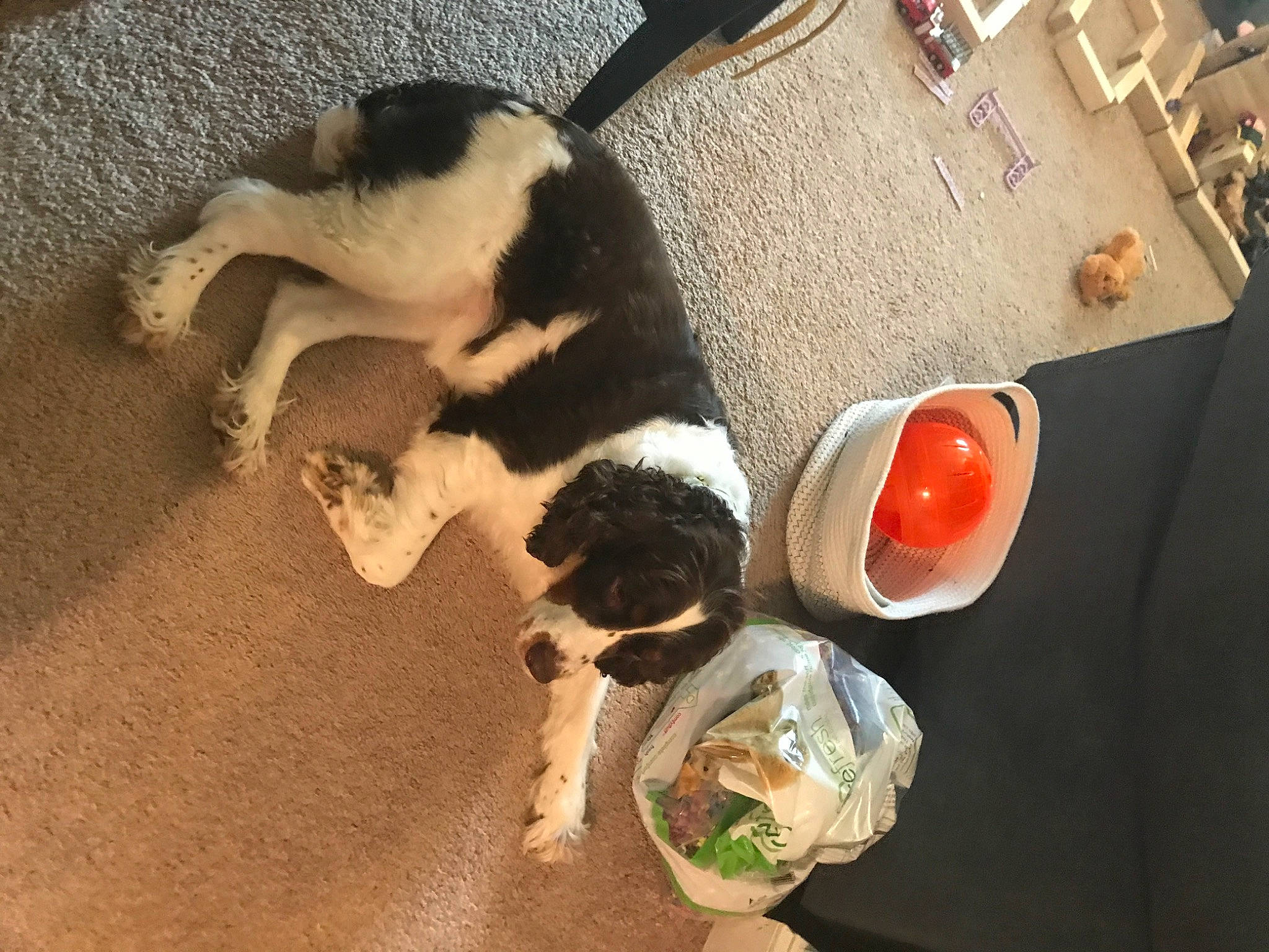 Lucia is registered to the contest to win money with this photo: carnivore, cat, companion_dog, cuisine, dog_breed, felidae, flooring, food, fur, ingredient, paw, pet_supply, pet_vitamins_supplements, recipe, small_to_medium_sized_cats, tableware, tail, vertebrate, whiskers, wood