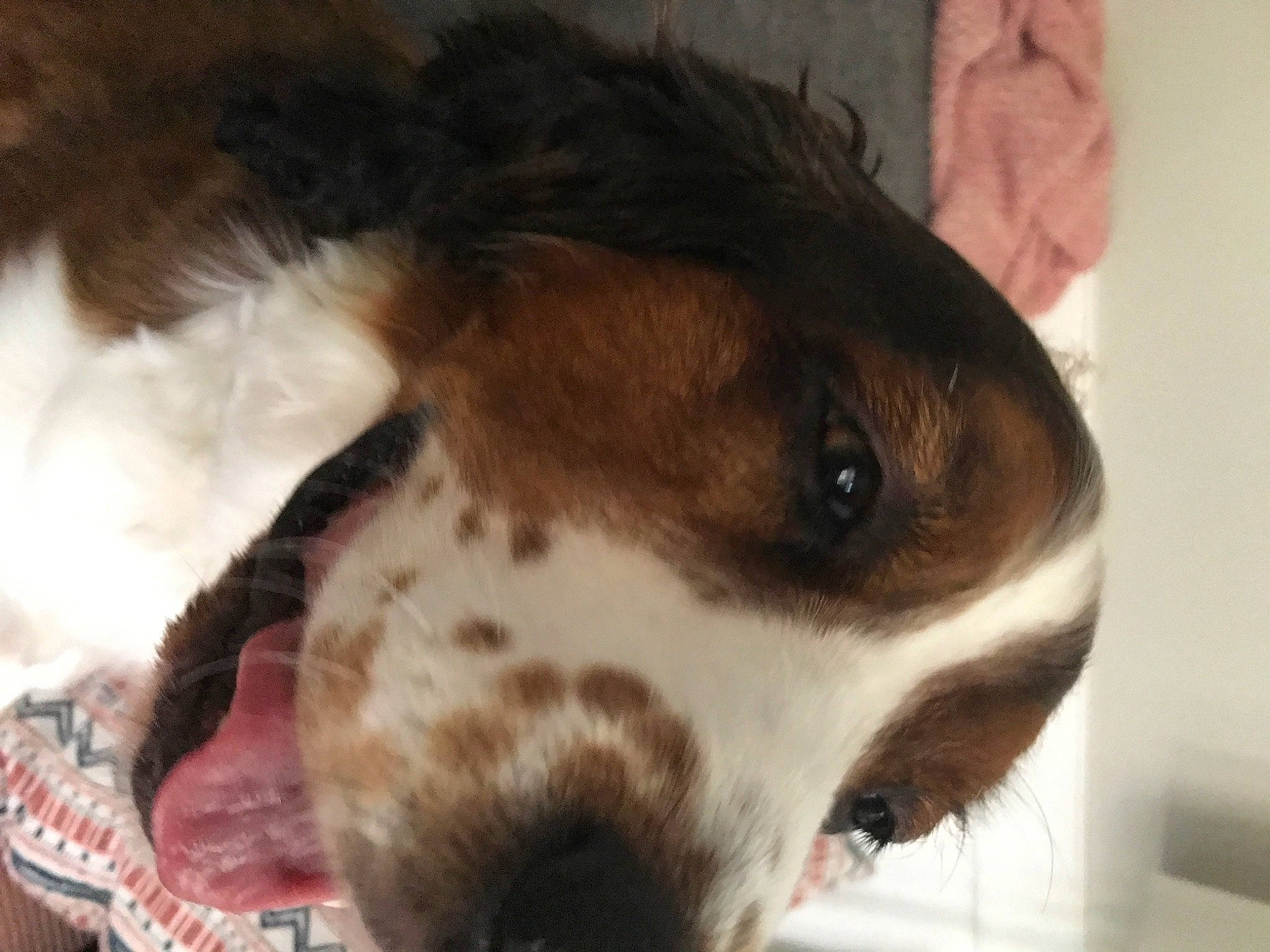 Charles joined the competition — help win amazing prizes! canidae, carnivore, companion_dog, dog, dog_breed, ear, eye, fawn, fur, irishjacks, liver, non_sporting_group, paw, pet_supply, puppy, snout, sporting_group, terrestrial_animal, whiskers, working_animal