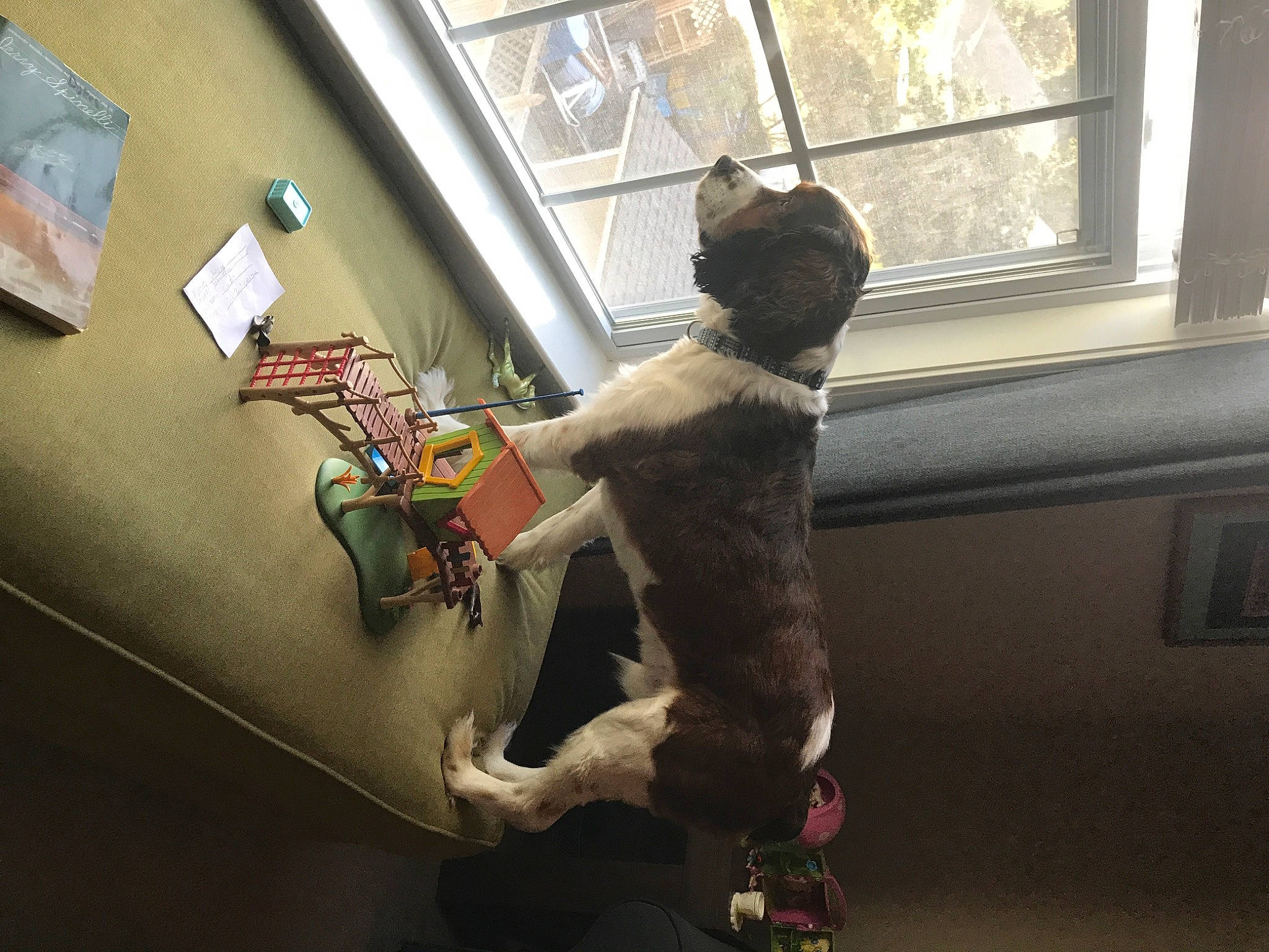 Charles is registered to the contest to win money with this photo: art, carnivore, cat, ceiling, daylighting, felidae, flooring, fur, glass, house, interior_design, picture_frame, room, sash_window, small_to_medium_sized_cats, tail, visual_arts, whiskers, window, wood