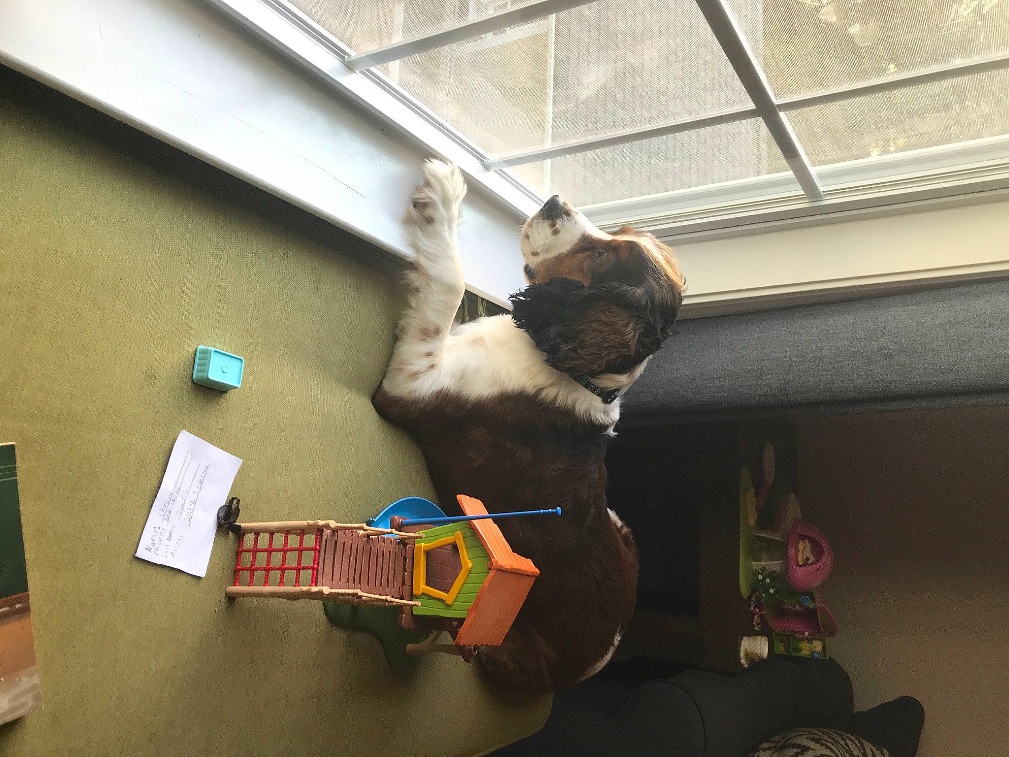 Charles joined the competition — help win amazing prizes! canidae, carnivore, cat, ceiling, comfort, companion_dog, dog_breed, fawn, felidae, fur, hardwood, interior_design, room, small_to_medium_sized_cats, sporting_group, stuffed_toy, tail, toy, whiskers, wood