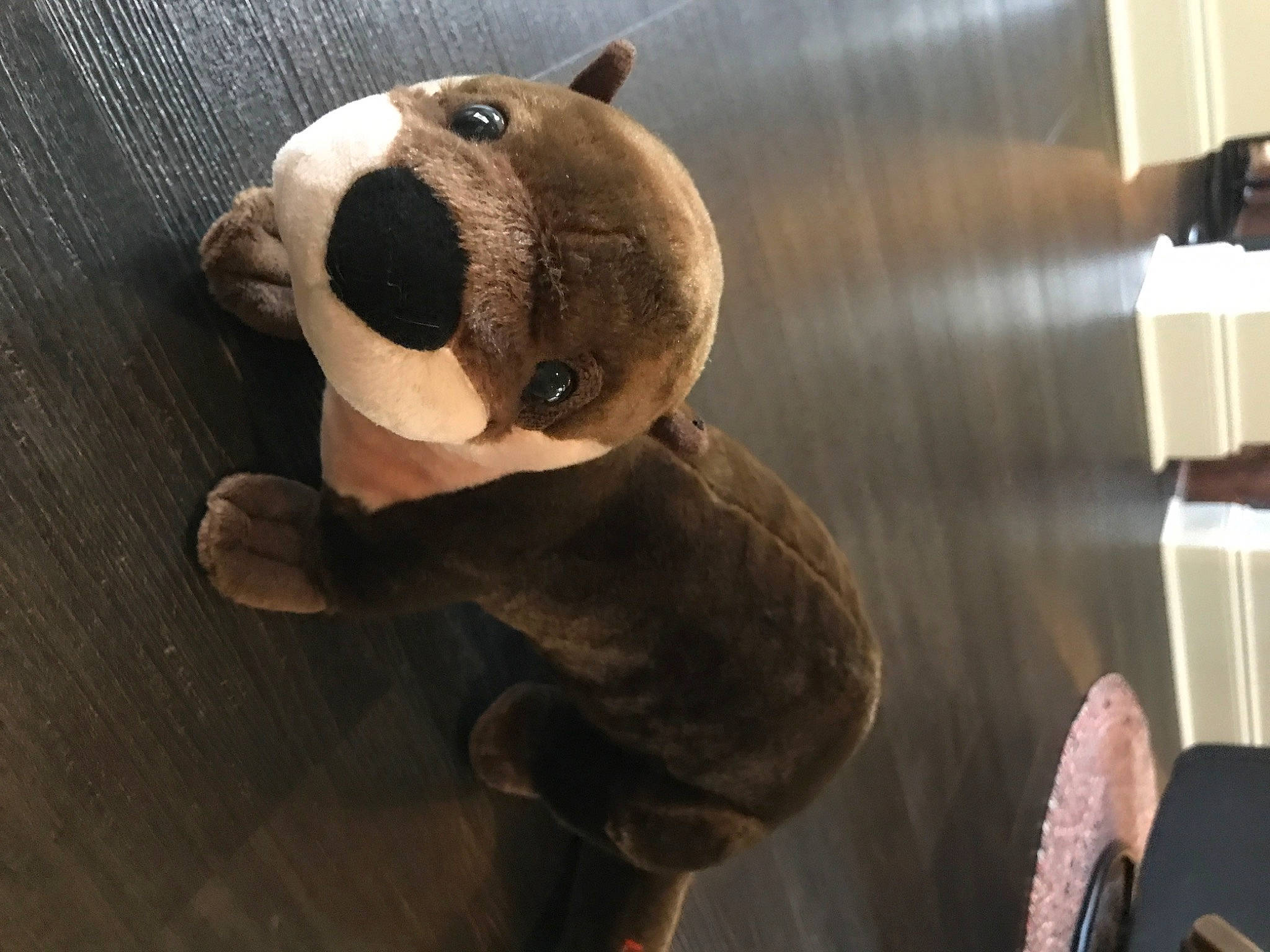 Emar is registered to the contest to win money with this photo: animal_figure, animation, baby_toys, bear, carnivore, ear, eyewear, fawn, fur, hardwood, metal, plush, snout, stuffed_toy, sunglasses, tail, teddy_bear, terrestrial_animal, toy, wood