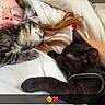 Blacky Et Benny participe au concours pour gagner de l'argent avec cette photo : person, cat, tabby_cat, black_cat, glasses, blanket, couch, sleeping, snuggling, hair, indoor, relaxing, pet, animal, cute, cozy, resting, face, white_clothing, affection