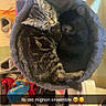 cat, tabby_cat, black_cat, cat_bed, sleeping, cozy, pet, indoor, furniture, shoe_rack, slippers, home, cute, snuggling, animal, resting, domestic, feline, comfortable, soft