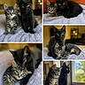 Blacky Et Benny participe au concours pour gagner de l'argent avec cette photo : kitten, cat, tabby_cat, black_cat, pet, cute, animal, feline, cuddling, indoor, blanket, windowsill, curious, young, resting, companions, soft_light, closeup, adorable, collage