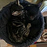 cat, kitten, sleeping, cuddle, pet_bed, cozy, furry, tabby_cat, black_cat, indoor, home, animal, cute, fur, resting, companion, soft, peaceful, domestic, closeup