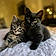 Blacky Et Benny