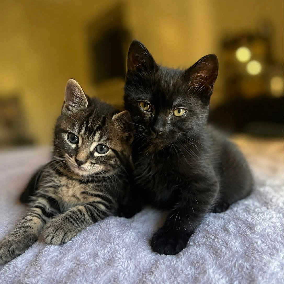 Blacky Et Benny