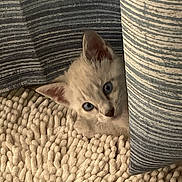 Nova is registered to the contest to win money with this photo: kitten, cat, blue_eyes, curious, peeking, curtain, striped_curtain, carpet, textured_carpet, cozy, indoor, pet, animal, soft, furry, small, cute, resting, whiskers, ears