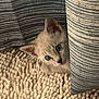 kitten, cat, blue_eyes, curious, peeking, curtain, striped_curtain, carpet, textured_carpet, cozy, indoor, pet, animal, soft, furry, small, cute, resting, whiskers, ears