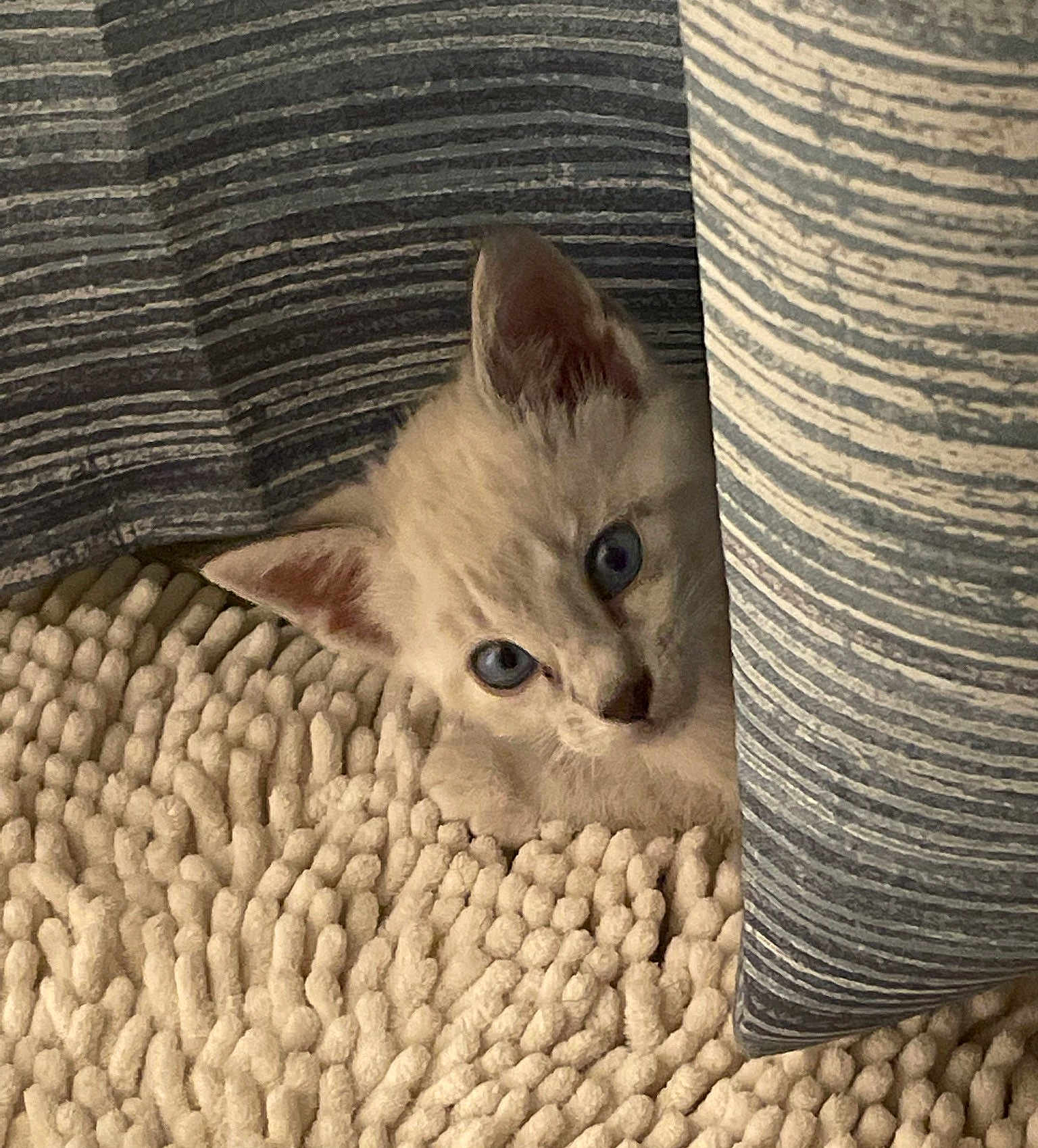 Nova is registered to the contest to win money with this photo: kitten, cat, blue_eyes, curious, peeking, curtain, striped_curtain, carpet, textured_carpet, cozy, indoor, pet, animal, soft, furry, small, cute, resting, whiskers, ears
