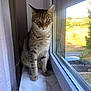 Rocky participe au concours pour gagner de l'argent avec cette photo : animal, car, cat, curious, curtain, domestic, feline, indoor, looking, marble, outdoor, pet, portrait, reflection, sitting, striped, sunlight, tabby, window, windowsill