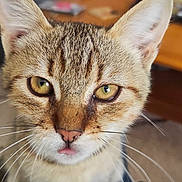 Rocky participe au concours pour gagner de l'argent avec cette photo : cat, tabby_cat, close_up, yellow_eyes, whiskers, pet, feline, indoor, cute, tongue_out, fur, ears, nose, sitting, domestic_animal, animal, home, relaxed, curious, companion