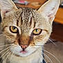 cat, tabby_cat, close_up, yellow_eyes, whiskers, pet, feline, indoor, cute, tongue_out, fur, ears, nose, sitting, domestic_animal, animal, home, relaxed, curious, companion