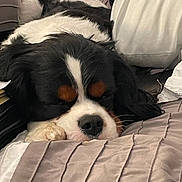 Milo joined the competition — help win amazing prizes! dog, sleeping, bed, pillow, blanket, resting, cozy, indoor, fur, black_and_white, canine, pet, animal, cute, relaxation, comfort, snout, ears, paw, domestic