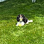 Milo is registered to the contest to win money with this photo: dog, grass, tennis_ball, outdoor, pet, animal, playing, sunlight, yard, fence, cavalier_king_charles_spaniel, cocker_spaniel, greenery, summer, nature, domestic_animal, canine, leisure, park, fun