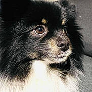 Sushi participe au concours pour gagner de l'argent avec cette photo : animal, black_and_white, brown_eyes, canine, close_up, companion, couch, dog, domestic_animal, ears, fluffy, fur, furry, indoor, muzzle, nose, pet, portrait, side_view, whiskers