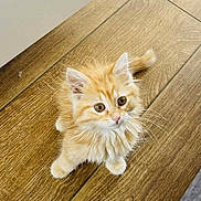 Maki a rejoint le concours — aidez-le/la à gagner de superbes lots ! adorable, animal, cat, curious, cute, domestic, ears, feline, fluffy, fur, indoor, kitten, looking_up, orange_cat, pet, small, tail, whiskers, wooden_floor, young