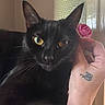 animal, black_cat, cat, close_up, cozy, cute, domestic_animal, feline, flower, gentle_touch, hand, indoor, intense_gaze, pet, portrait, rose, soft_light, tattoo, whiskers, yellow_eyes
