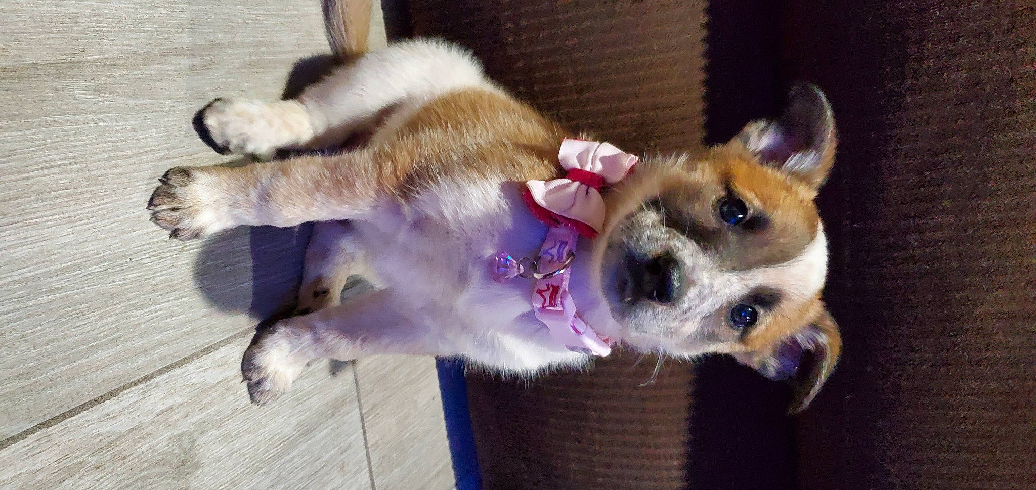 Kala joined the competition — help win amazing prizes! canidae, carnivore, chihuahua, collar, companion_dog, dog, dog_breed, dog_collar, dog_supply, fawn, fur, paw, small_terrier, snout, sporting_group, tail, terrier, toy_dog, whiskers, working_animal