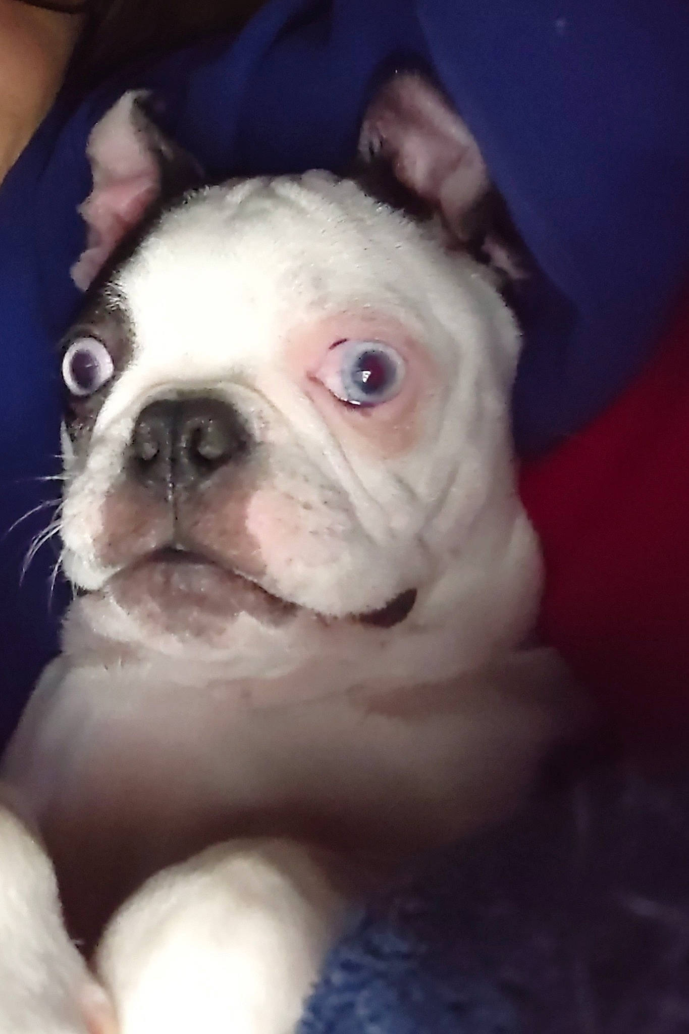 Ellie-may is registered to the contest to win money with this photo: bulldog, canidae, carnivore, close_up, companion_dog, dog, dog_breed, ear, fawn, fur, molosser, non_sporting_group, snout, sporting_group, terrestrial_animal, toy_dog, whiskers, working_animal, wrinkle