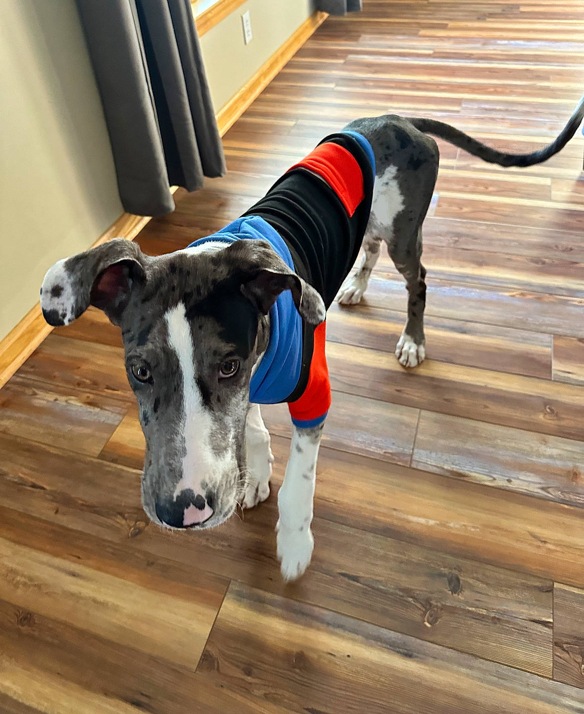 Cyrus is registered to the contest to win money with this photo: cabinetry, carnivore, collar, companion_dog, dog, dog_breed, dog_collar, dog_supply, fawn, floor, flooring, hardwood, laminate_flooring, pet_supply, snout, tail, whiskers, wood, wood_flooring, working_animal