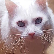 Bianca participe au concours pour gagner de l'argent avec cette photo : cat, white_cat, blue_eyes, whiskers, pet, feline, close_up, indoor, wooden_floor, curious, fur, animal, looking_up, domestic_cat, cute, fluffy, portrait, mammal, eyes, face
