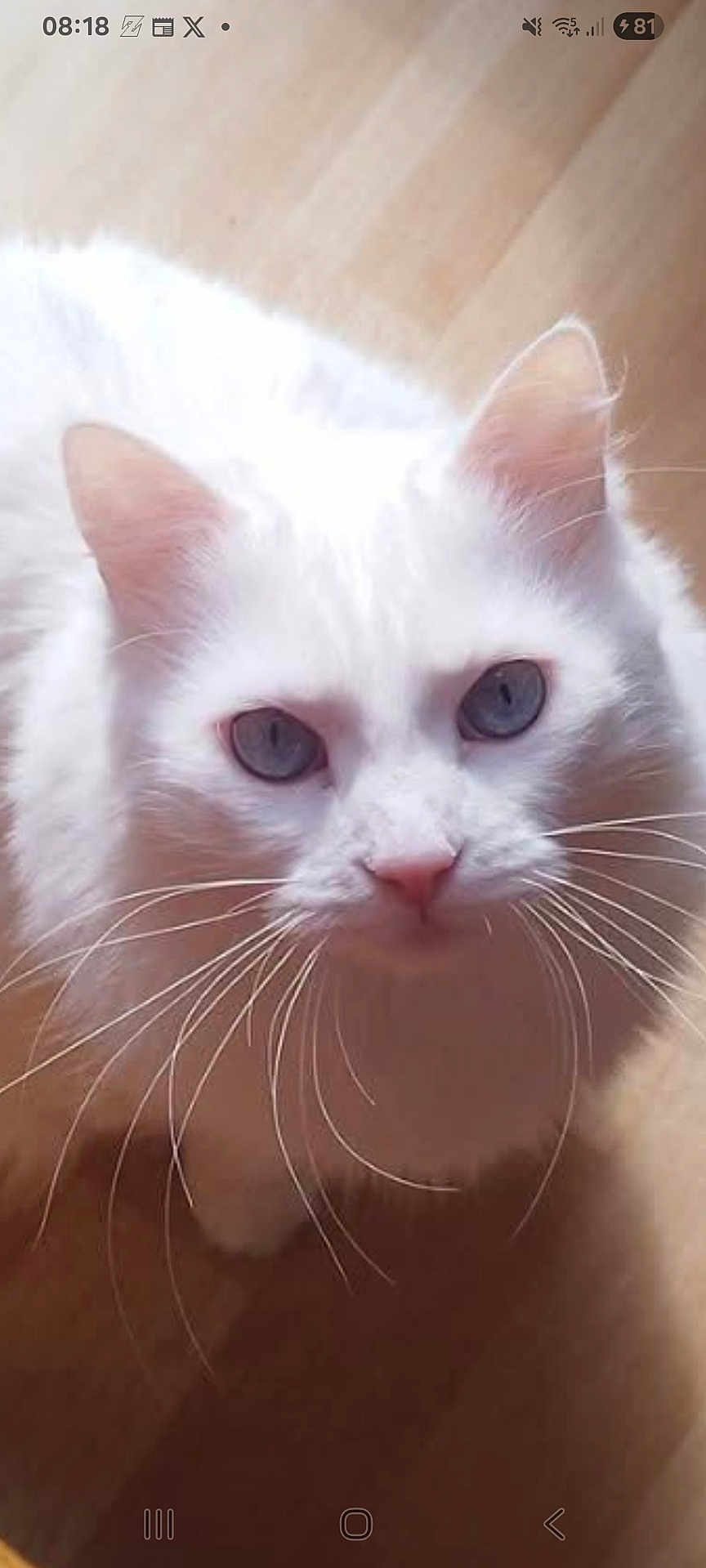 Bianca participe au concours pour gagner de l'argent avec cette photo : cat, white_cat, blue_eyes, whiskers, pet, feline, close_up, indoor, wooden_floor, curious, fur, animal, looking_up, domestic_cat, cute, fluffy, portrait, mammal, eyes, face