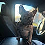 Indy joined the competition — help win amazing prizes! animal, canine, car, car_interior, companion, curious, cute, daylight, dog, domestic_animal, ears, french_bulldog, indoor, leather_seat, pet, portrait, seat, sitting, window, young_dog