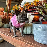 Indy joined the competition — help win amazing prizes! animal, barn, cute, decorative, dog, fall_decor, flower_collar, french_bulldog, green_pumpkins, indoor, metal_bucket, orange_pumpkins, pet, pink_sweater, plants, portrait, pumpkins, sunflowers, vintage_vehicle, wooden_bench