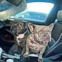 Indy joined the competition — help win amazing prizes! animal, blurred_background, car_interior, closeup, collar, companion, cup_holder, cute, dashboard, dog, french_bulldog, indoor, leather_seat, pet, pet_in_car, purse, seat, sitting, staffordshire_bull_terrier, window