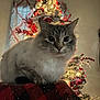 Kitty Kat is registered to the contest to win money with this photo: blue_eyes, cat, christmas_tree, closeup, cozy, cute, decorations, festive, fluffy_cat, fur, holiday_lights, holiday_season, indoor, ornaments, pet, plaid, red_and_black, red_truck, soft_lighting, winter