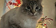 Kitty Kat is registered to the contest to win money with this photo: blue_eyes, cat, christmas_tree, closeup, cozy, cute, decorations, festive, fluffy_cat, fur, holiday_lights, holiday_season, indoor, ornaments, pet, plaid, red_and_black, red_truck, soft_lighting, winter