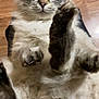 Kitty Kat joined the competition — help win amazing prizes! animal, cat, close_up, curious, cute, domestic_animal, ears, face, feline, fluffy, gray_fur, indoor, lying_down, mammal, paws_up, pet, relaxed, whiskers, white_fur, wooden_floor