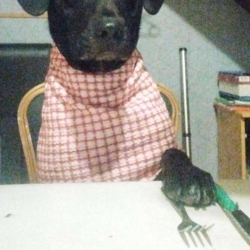 Yako a rejoint le concours — aidez-le/la à gagner de superbes lots ! animal, architecture, bird, building, canine, cutlery, diningtable, dog, face, fork, furniture, head, labradorretriever, person, pet, photography, portrait, puppy, spoon, table