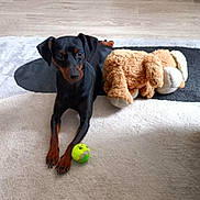 Plume participe au concours pour gagner de l'argent avec cette photo : alert, animal, black_dog, carpet, companion, cute, dog, domestic_animal, floor, fur, indoor, lying_down, paw, pet, playful, relaxed, stuffed_animal, tan_markings, tennis_ball, toy