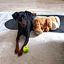 alert, animal, black_dog, carpet, companion, cute, dog, domestic_animal, floor, fur, indoor, lying_down, paw, pet, playful, relaxed, stuffed_animal, tan_markings, tennis_ball, toy