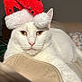 animal, cat, christmas, closeup, cozy, cute, face, feline, fur, holiday, indoor, pet, portrait, relaxed, resting, santa_hat, soft, whiskers, white_cat, yellow_eyes