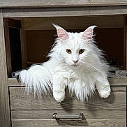 X Zia Lovey is registered to the contest to win money with this photo: cat, white_cat, fluffy, long_hair, pet, animal, drawer, furniture, indoor, relaxed, cute, portrait, looking_at_camera, ears, whiskers, tail, home, domestic_cat, mammal, resting