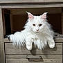 cat, white_cat, fluffy, long_hair, pet, animal, drawer, furniture, indoor, relaxed, cute, portrait, looking_at_camera, ears, whiskers, tail, home, domestic_cat, mammal, resting
