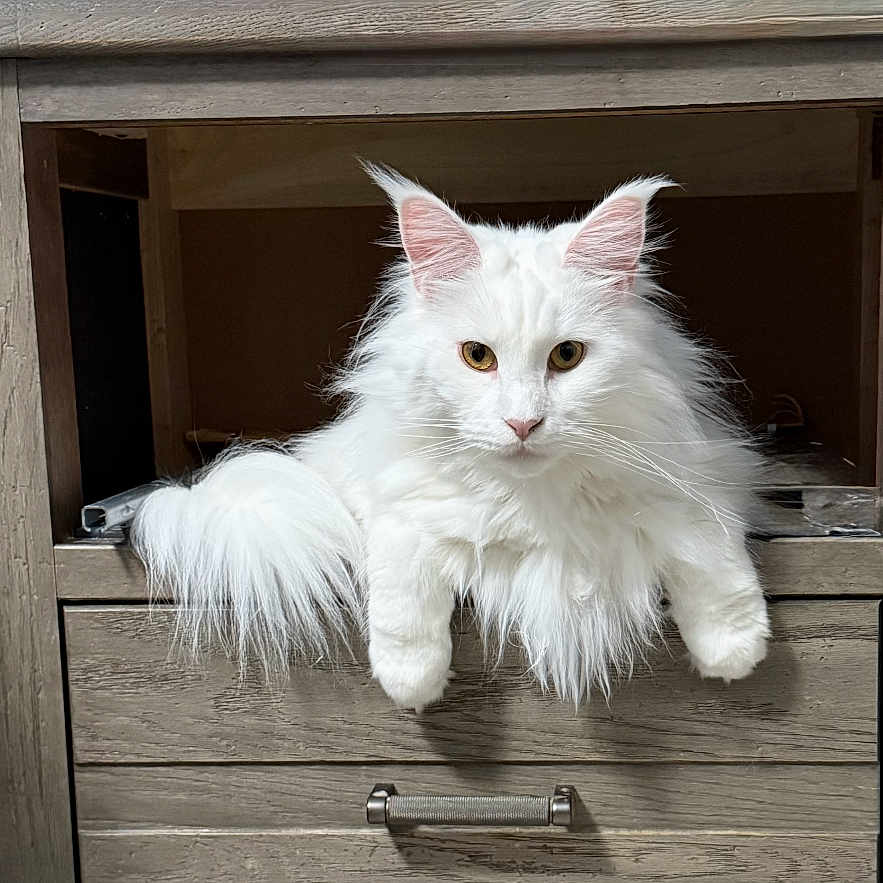 X Zia Lovey is registered to the contest to win money with this photo: animal, cat, cute, domestic_cat, drawer, ears, fluffy, furniture, home, indoor, long_hair, looking_at_camera, mammal, pet, portrait, relaxed, resting, tail, whiskers, white_cat