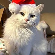 Yoda is registered to the contest to win money with this photo: cat, white_cat, santa_hat, fluffy, indoor, pet, animal, yellow_eyes, blanket, cozy, christmas, holiday, cute, feline, domestic_cat, sitting, portrait, fur, household, box