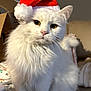 animal, blanket, box, cat, christmas, cozy, cute, domestic_cat, feline, fluffy, fur, holiday, household, indoor, pet, portrait, santa_hat, sitting, white_cat, yellow_eyes