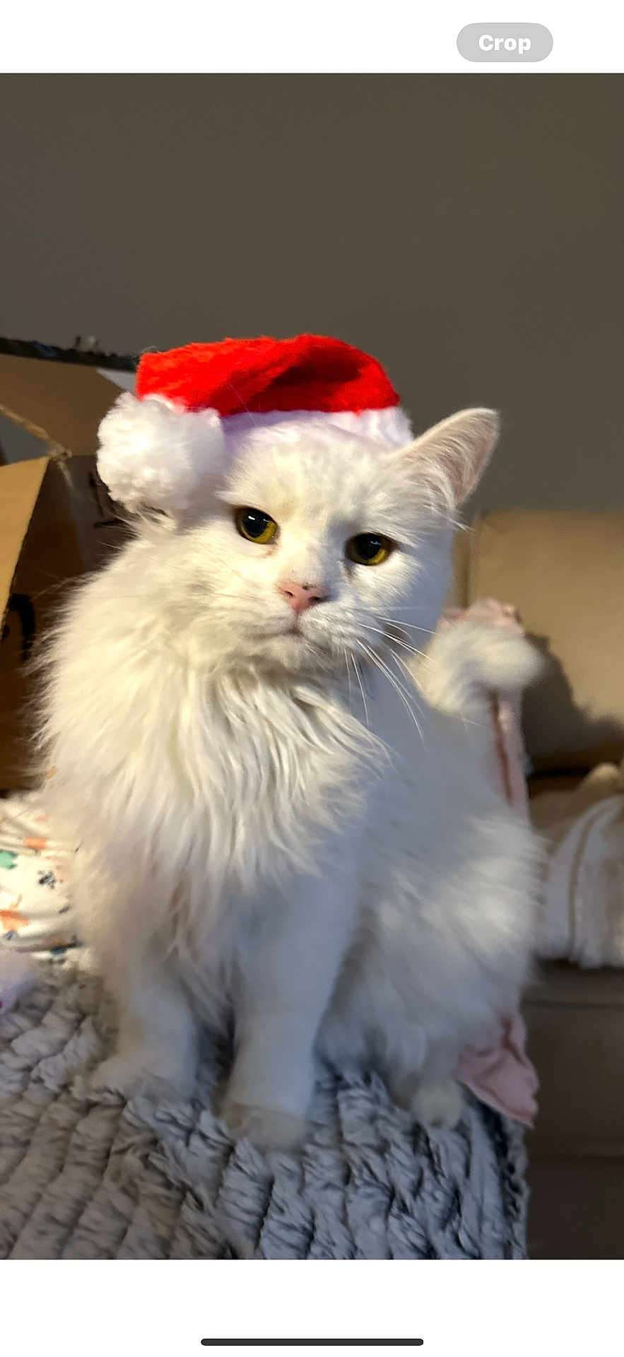 Yoda is registered to the contest to win money with this photo: cat, white_cat, santa_hat, fluffy, indoor, pet, animal, yellow_eyes, blanket, cozy, christmas, holiday, cute, feline, domestic_cat, sitting, portrait, fur, household, box