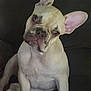 Ruger is registered to the contest to win money with this photo: dog, french_bulldog, pet, sitting, indoor, ears, head_tilt, cute, animal, canine, companion, domestic, face, fur, paw, looking, expression, couch, home, portrait