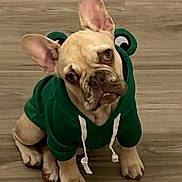 Ruger joined the competition — help win amazing prizes! dog, french_bulldog, hoodie, green_hoodie, pet, puppy, indoor, wooden_floor, cute, head_tilt, ears, sitting, animal, mammal, pet_clothing, domestic_animal, portrait, looking_up, small_dog, companion
