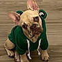 dog, french_bulldog, hoodie, green_hoodie, pet, puppy, indoor, wooden_floor, cute, head_tilt, ears, sitting, animal, mammal, pet_clothing, domestic_animal, portrait, looking_up, small_dog, companion