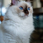 Chanel participe au concours pour gagner de l'argent avec cette photo : cat, blue_eyes, fluffy, white_fur, pet, indoor, close_up, portrait, animal, feline, whiskers, cute, domestic_cat, soft_fur, ears, face, looking_away, focused, background_blur, calm