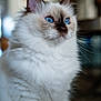 cat, blue_eyes, fluffy, white_fur, pet, indoor, close_up, portrait, animal, feline, whiskers, cute, domestic_cat, soft_fur, ears, face, looking_away, focused, background_blur, calm